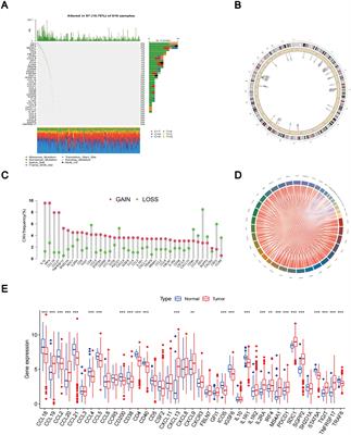 Multi-omics profiling and experimental verification of tertiary lymphoid structure-related genes: molecular subgroups, immune infiltration, and prognostic implications in lung adenocarcinoma